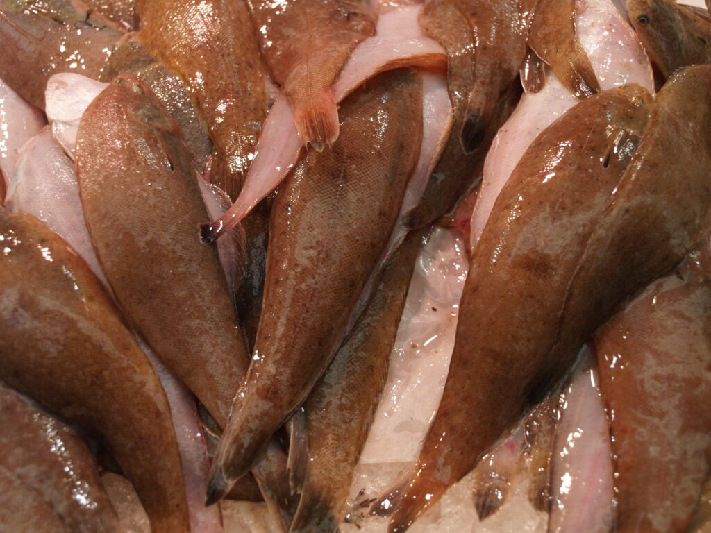 Wedge Sole (Dicologlossa cuneata) |commons:File:Dicologlossa cuneata.JPG