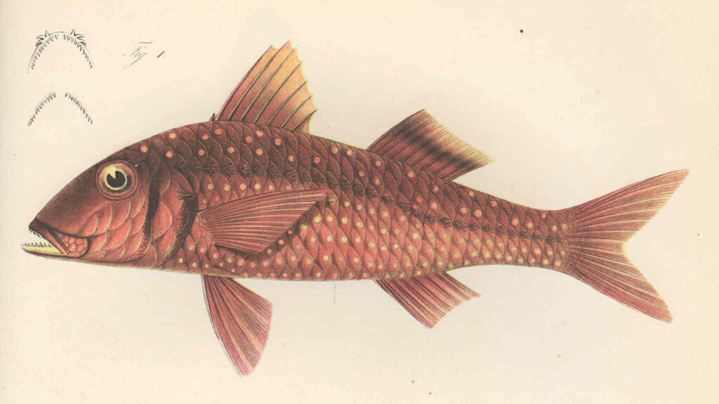 West African goatfish (Pseudupeneus prayensis) |commons:File:FMIB 45827 Pseudupeneus prayensis.jpeg