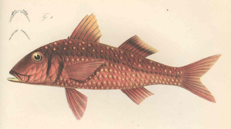 West African goatfish (Pseudupeneus prayensis) |commons:File:FMIB 45827 Pseudupeneus prayensis.jpeg