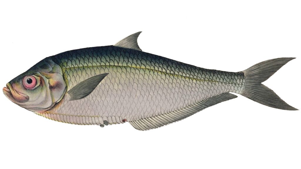 West African Ilisha (Ilisha africana) |commons:File:Ilisha africana.jpg