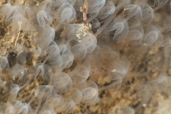 Westatlantic white phoronid Phoronis hippocrepia