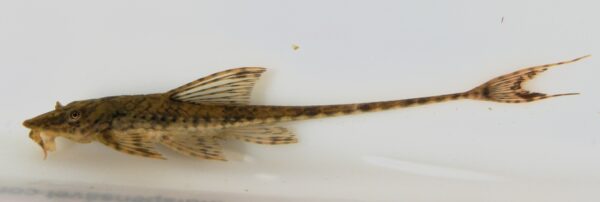 Whiptail Catfish (Rineloricaria parva) |commons:File:Rineloricaria parva.jpg