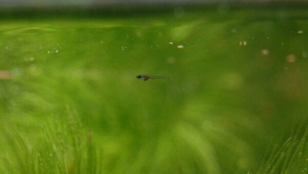 White Cloud Mountain Minnow (Tanichthys albonubes) |commons:File:Tanichthys-albonubes.jpg