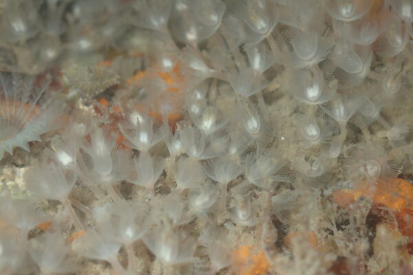 white colonial phoronid Phoronis ijimai