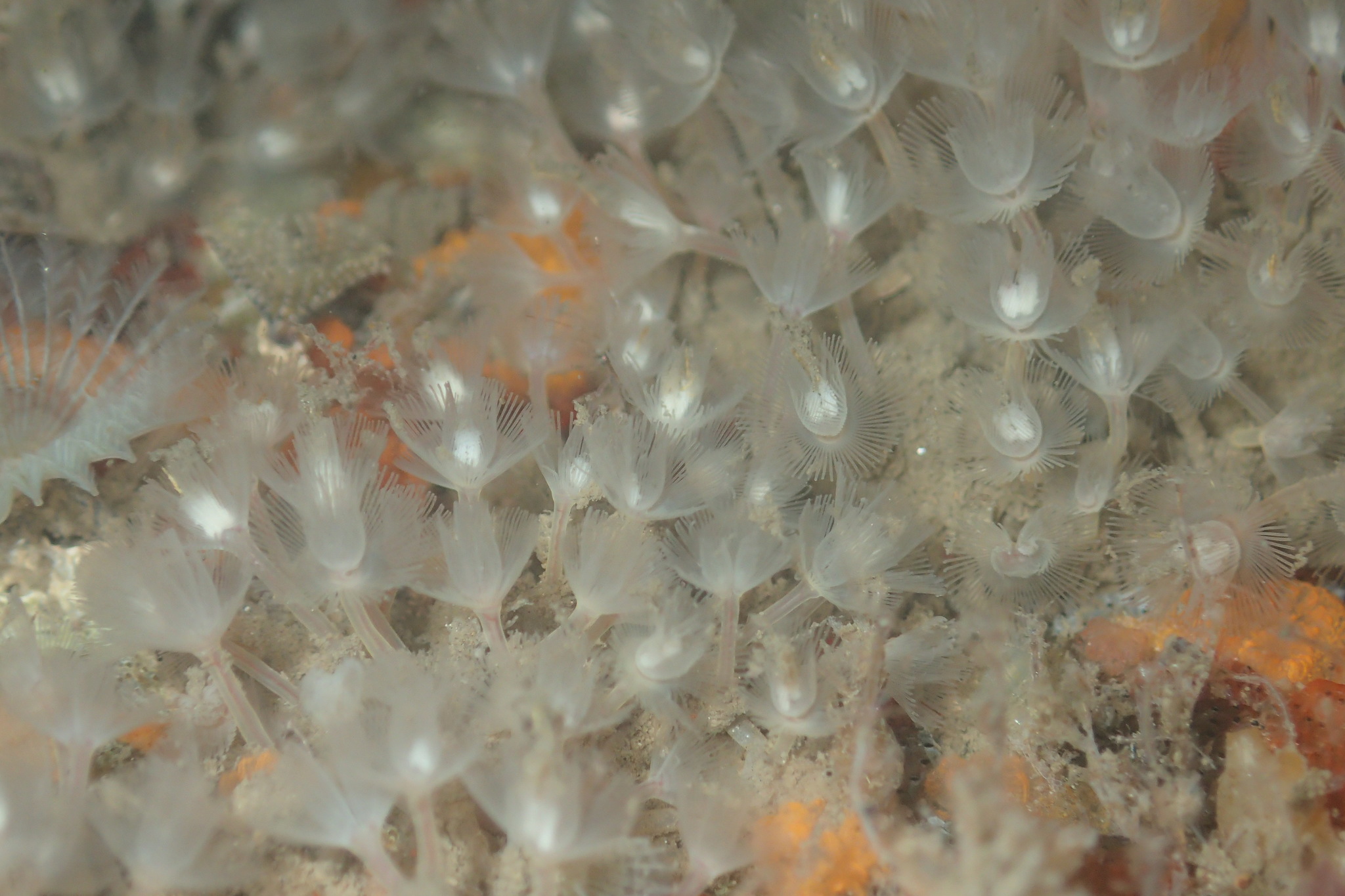white colonial phoronid Phoronis ijimai