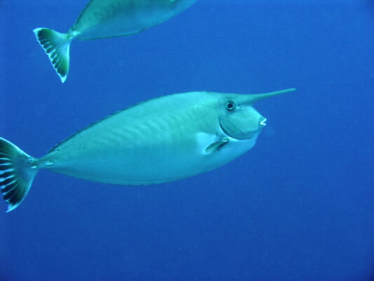 White Margin Unicornfish (Naso annulatus) |commons:File:Naso annulatus.JPG
