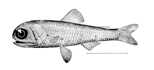 White-spotted Lantern Fish (Diaphus rafinesquii) |commons:File:Diaphus rafinesquii.jpg