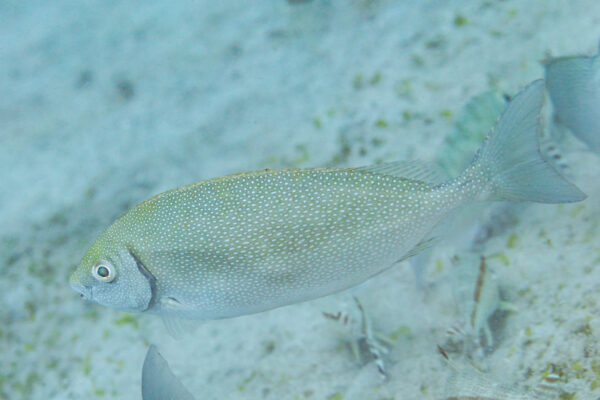 White-spotted Spinefoot (Siganus canaliculatus) |commons:File:Sigano pintado (Siganus canaliculatus), Anilao, Filipinas, 2023-08-23, DD 193.jpg