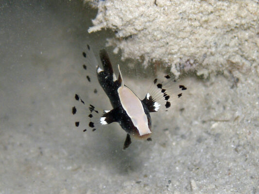 Whitecap Goby (Lotilia graciliosa) |commons:File:Lotilia graciliosa - Philippines Cebu Moalboal Ravenala.jpg