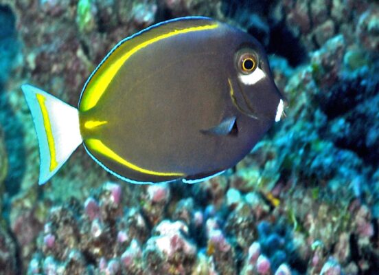 Whitecheek Tang (Acanthurus nigricans) |commons:File:Acanthurus nigricans.jpg