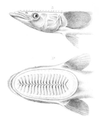 Whitefin Sharksucker (Echeneis neucratoides) |commons:File:Echeneis neucratoides, Alfred Grandidier, 1885.jpg