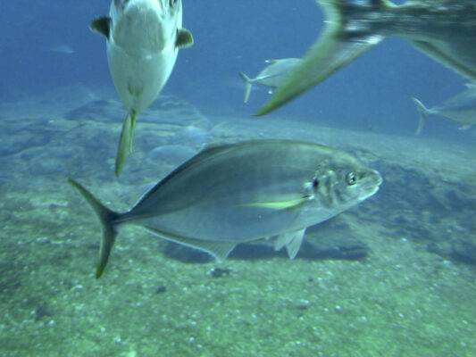 Whitefin Trevally (Carangoides equula) |commons:File:Carangidae Carangoides equula 1.jpg