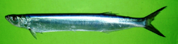 Whitefin Wolf-herring (Chirocentrus nudus) |commons:File:Chirocentrus nudus.png