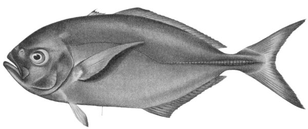 Whitemouth Jack (Uraspis helvola) |commons:File:FMIB 42440 Uraspis helvola (Forster).jpeg