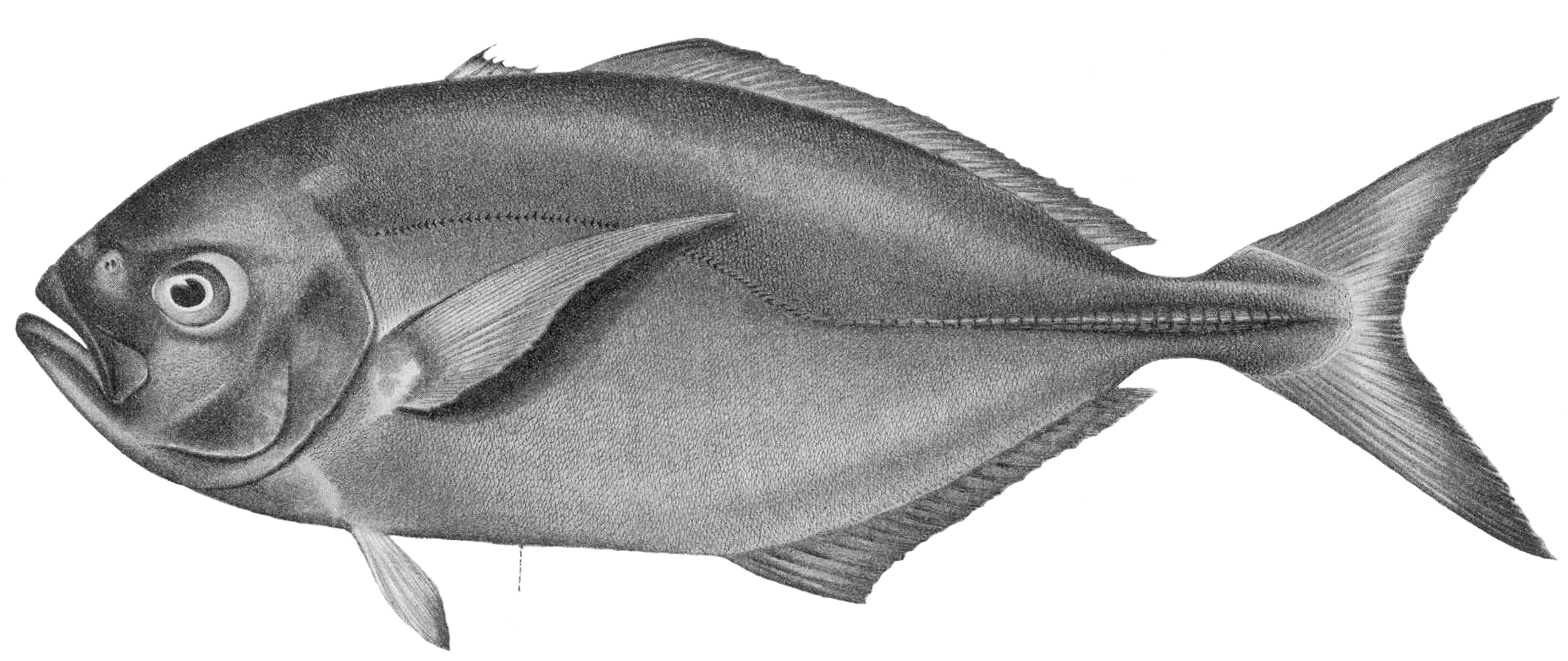 Whitemouth Jack (Uraspis helvola) |commons:File:FMIB 42440 Uraspis helvola (Forster).jpeg