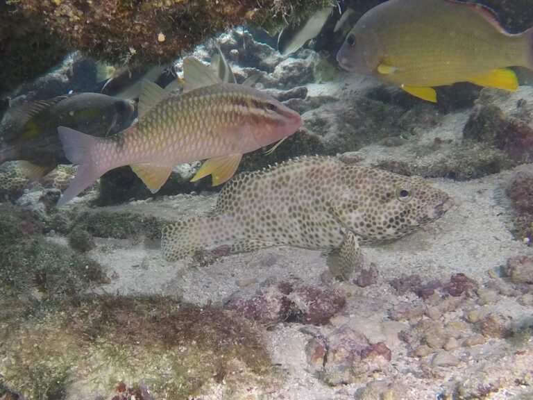 whitesaddle goatfish (Parupeneus ciliatus) |commons:File:Parupeneus ciliatus 13219994.jpg