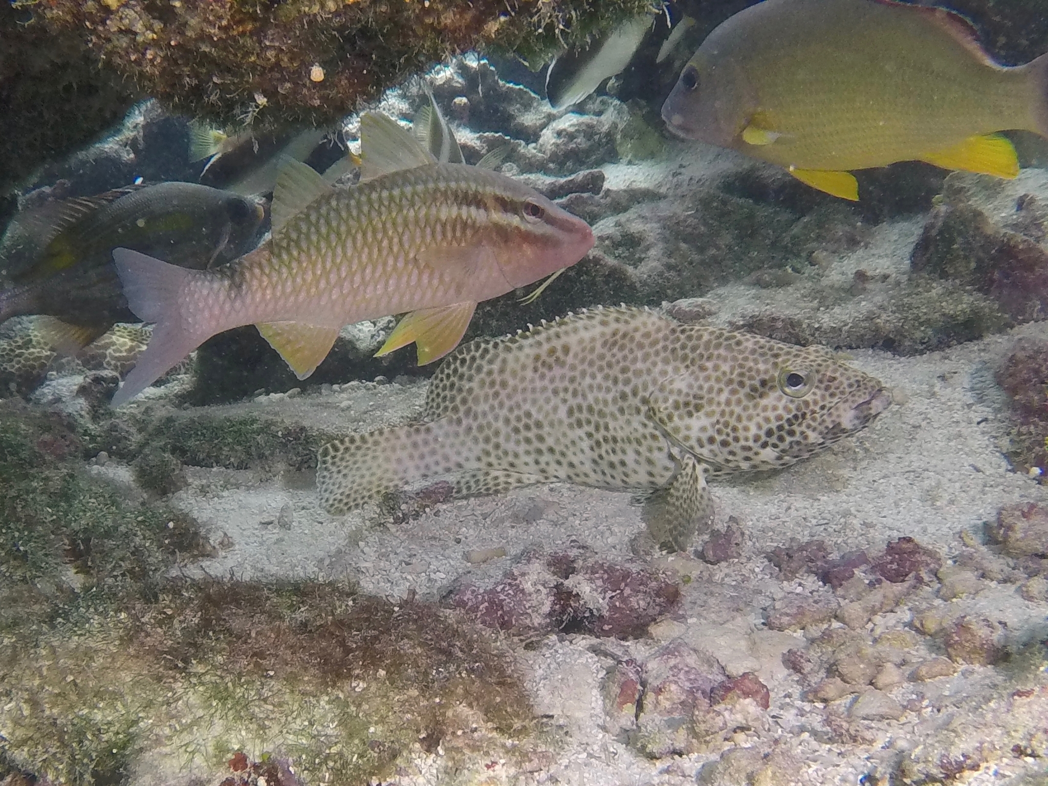 whitesaddle goatfish (Parupeneus ciliatus) |commons:File:Parupeneus ciliatus 13219994.jpg