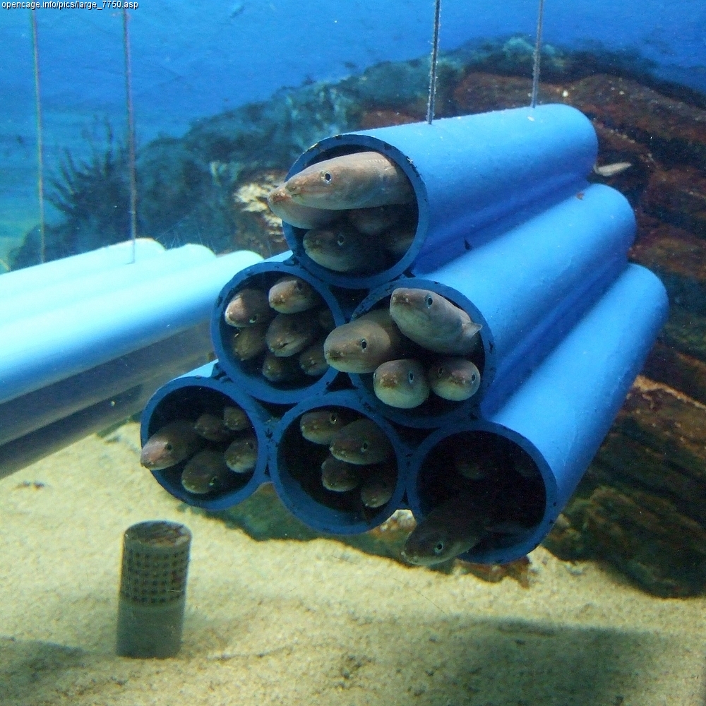 Whitespotted Conger (Conger myriaster) |commons:File:Conger myriaster.jpg