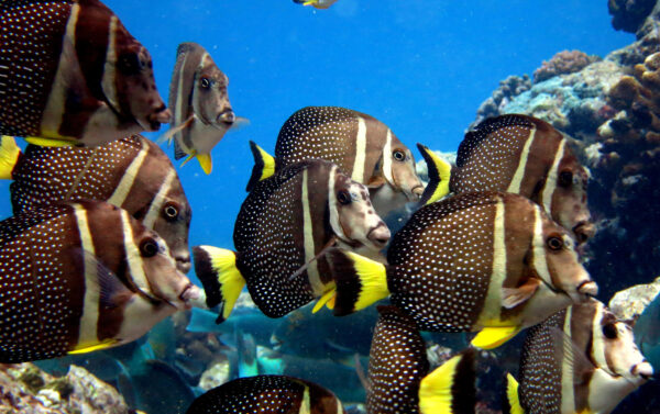 Whitespotted Surgeonfish (Acanthurus guttatus) |commons:File:Acanthurus guttatus, Samoa Americana.jpg