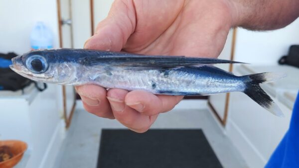 Whitetip Flyingfish (Cheilopogon xenopterus) |commons:File:Cheilopogon xenopterus.jpg