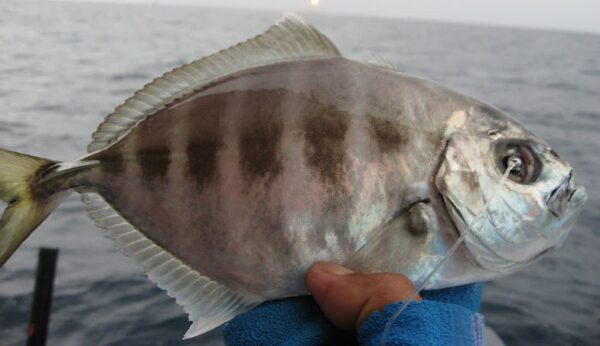 Whitetongue Jack (Uraspis uraspis) |commons:File:Uraspis uraspis 2.JPG
