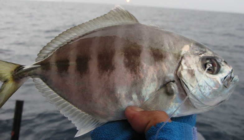 Whitetongue Jack (Uraspis uraspis) |commons:File:Uraspis uraspis 2.JPG