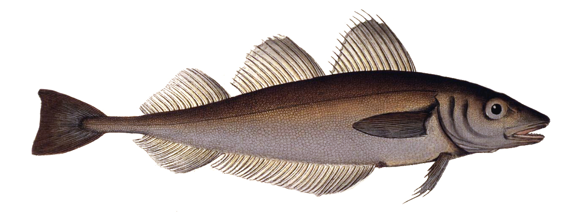 Whiting (Merlangius merlangus) |commons:File:Merlangius merlangus.jpg
