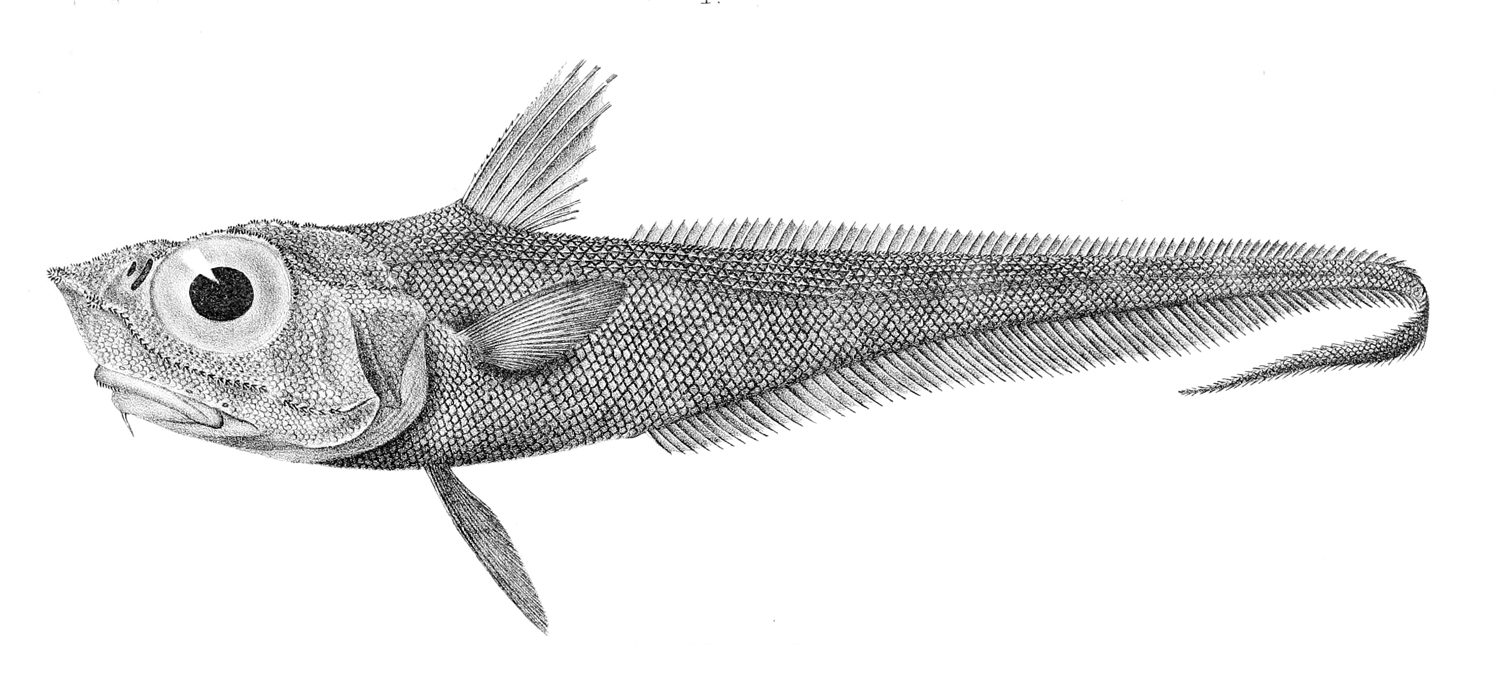 Whitson's Grenadier (Macrourus whitsoni) |commons:File:Macrourus whitsoni.jpg