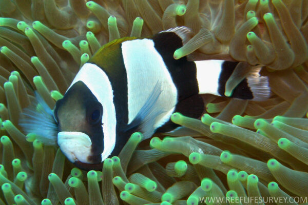 Wide Band Clown Amphiprion latezonatus