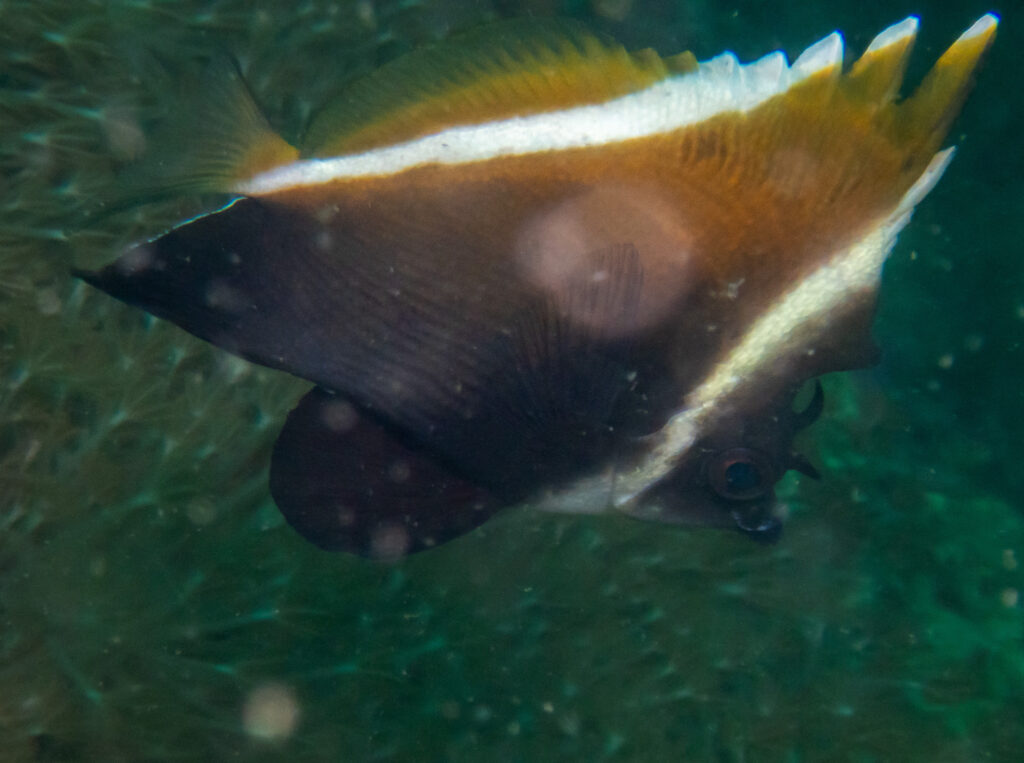 Wimplefish Heniochus varius