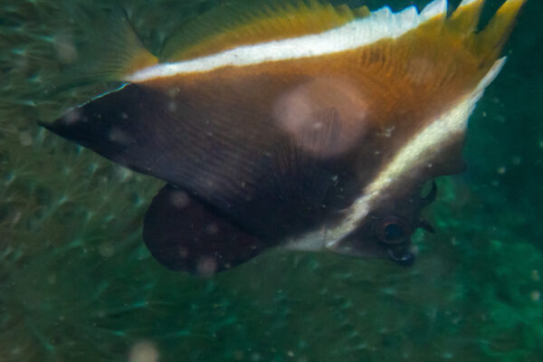 Wimplefish Heniochus varius