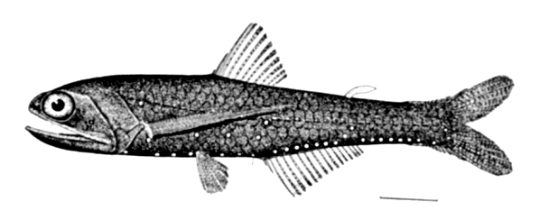 Winged Lanternfish (Lampanyctus alatus) |commons:File:Lampanyctus alatus.jpg