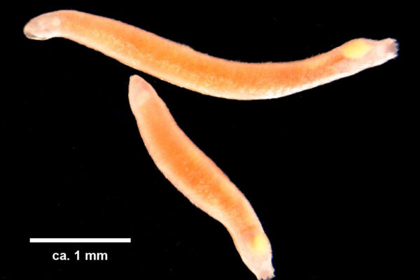 Wirenia argentea Wirenia argentea