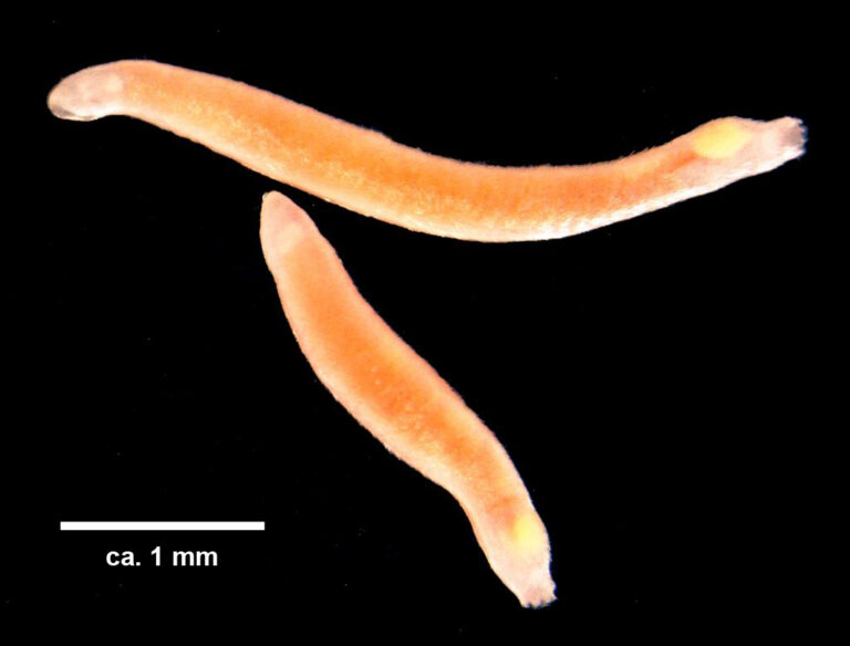 Wirenia argentea Wirenia argentea