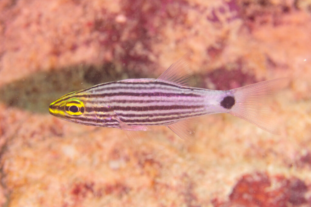 Wolf Cardinalfish (Cheilodipterus artus) |commons:File:Apogónido (Cheilodipterus artus), Mahé, Seychelles, 2025-09-08, DD 75.jpg
