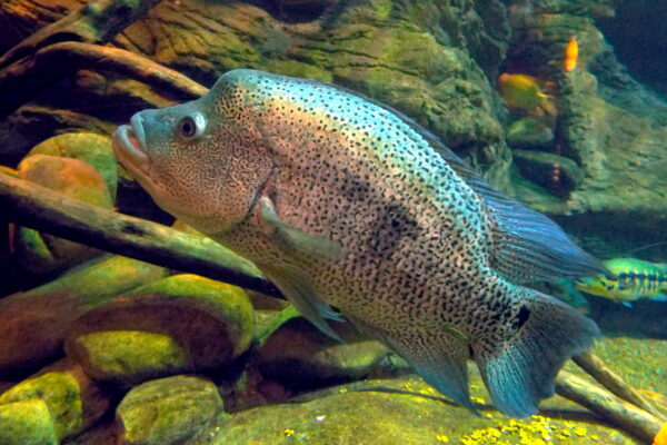 Wolf Cichlid (Parachromis dovii) |commons:File:Parachromis dovii guapote.JPG