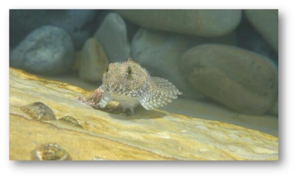 Woolly Sculpin (Clinocottus analis) |commons:File:Clinocottus analis.jpg