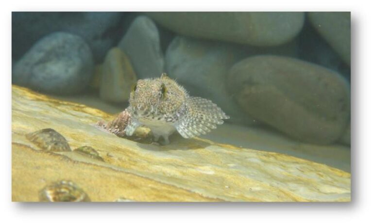 Woolly Sculpin (Clinocottus analis) |commons:File:Clinocottus analis.jpg