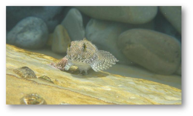 Woolly Sculpin (Clinocottus analis) |commons:File:Clinocottus analis.jpg