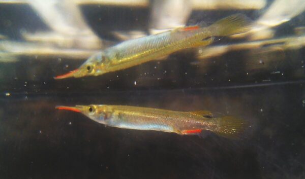 Wrestling Halfbeak (Dermogenys pusilla) |commons:File:Dermogenys pusilla.jpg