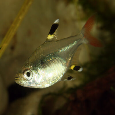 X-Ray Tetra (Pristella maxillaris) |commons:File:Pristella maxillaris.jpg