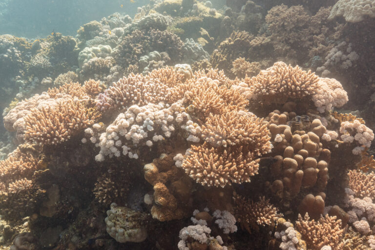 Xenia Umbellata (Xenia umbellata) |commons:File:Arrecife de coral (Acropora hemprichii, Xenia umbellata, Siderastrea savignyana), parque nacional Ras Muhammad, Egipto, 2022-03-27, DD 92.jpg