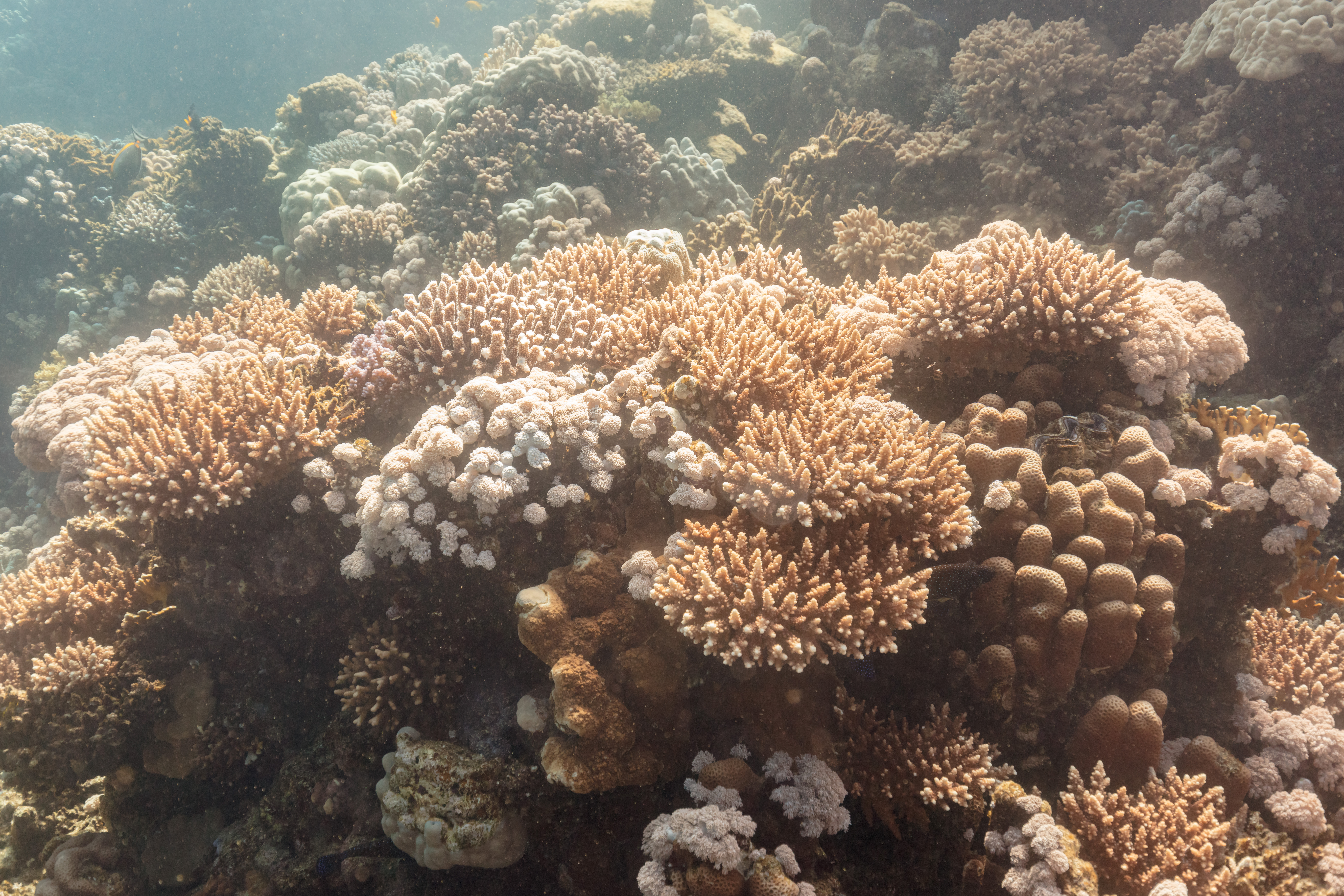 Xenia Umbellata (Xenia umbellata) |commons:File:Arrecife de coral (Acropora hemprichii, Xenia umbellata, Siderastrea savignyana), parque nacional Ras Muhammad, Egipto, 2022-03-27, DD 92.jpg