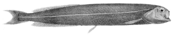 Xenodermichthys nodulosus (Xenodermichthys nodulosus) |commons:File:Xenodermichthys nodulosus.jpg