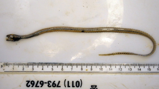 Xiphasia matsubarai (Xiphasia matsubarai) |commons:File:Xiphasia matsubarai 235.41 -1+1299422258.jpg