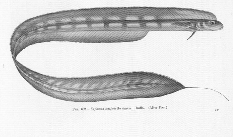 Xiphasia setifer (Xiphasia setifer) |commons:File:FMIB 52201 Xiphasia setifera Swainson India.jpeg