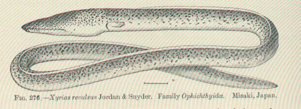 Xyrias revulsus (Xyrias revulsus) |commons:File:FMIB 51813 Xyrias revulsus Jordan & Snyder Family Ophichthyidae Misaki, Japan.jpeg