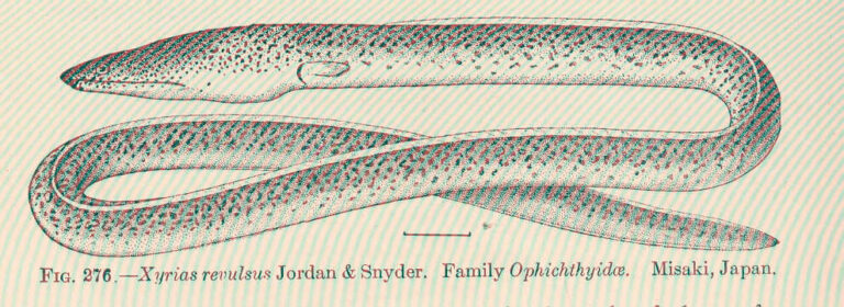 Xyrias revulsus (Xyrias revulsus) |commons:File:FMIB 51813 Xyrias revulsus Jordan & Snyder Family Ophichthyidae Misaki, Japan.jpeg