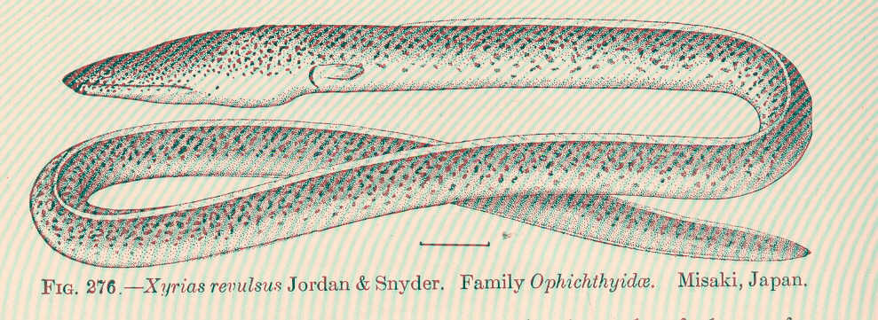 Xyrias revulsus (Xyrias revulsus) |commons:File:FMIB 51813 Xyrias revulsus Jordan & Snyder Family Ophichthyidae Misaki, Japan.jpeg