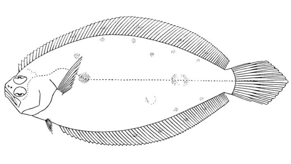 Xystreurys rasilis (Xystreurys rasilis) |commons:File:Xystreurys rasile.jpg
